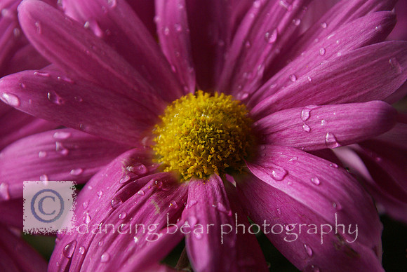 Purple Daisy