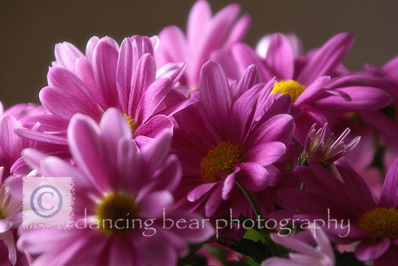Bouquet of Daisies