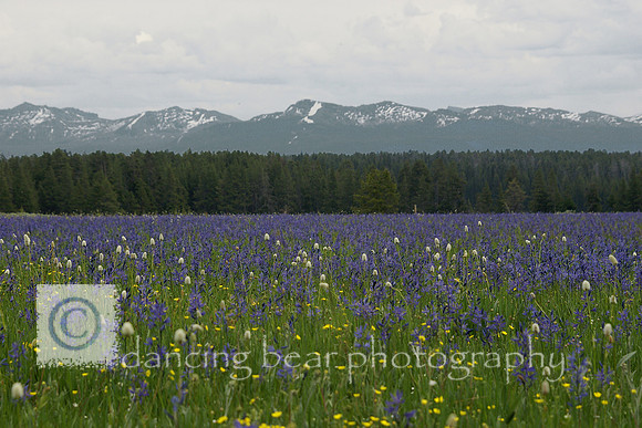 Meadow