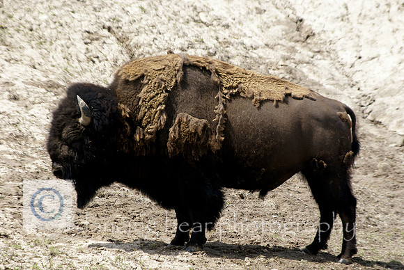 Yellowstone Bison