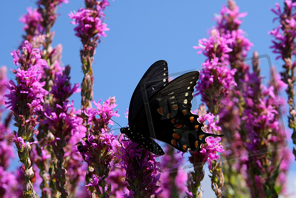 Black Swallowtail