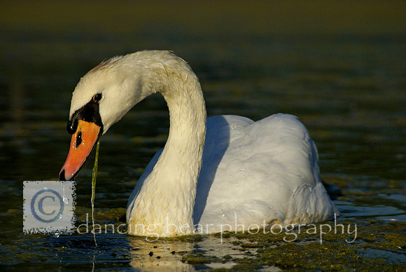 White Swan
