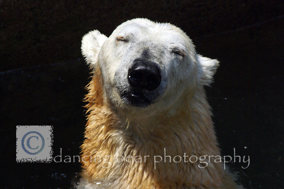 Smiling Polar Bear