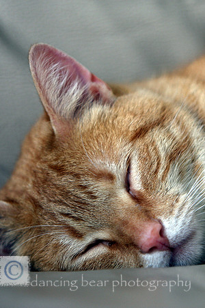 Tigger Closeup