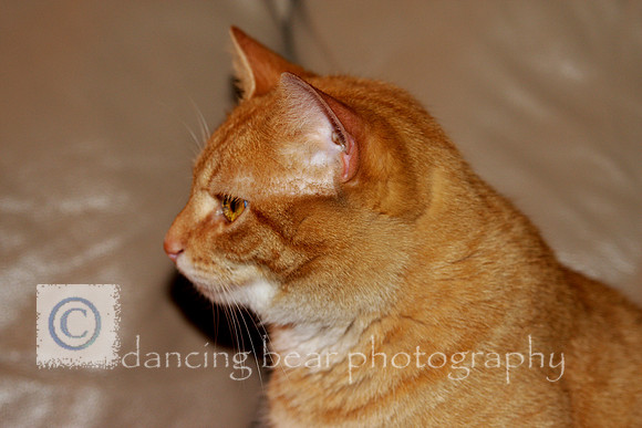 Tigger Profile