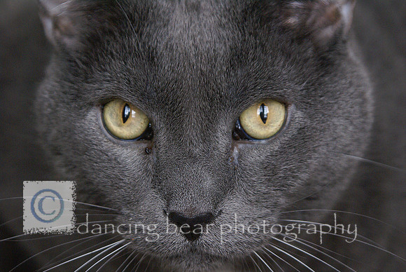 Simon