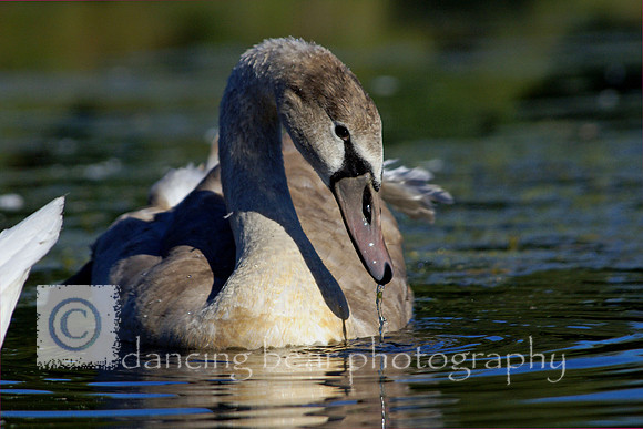 Gray Swan