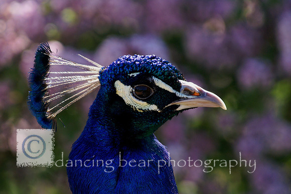Pretty as a Peacock