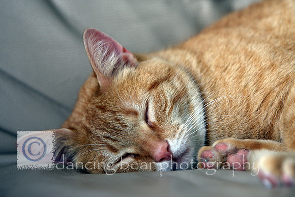 Sleepy Tiggie
