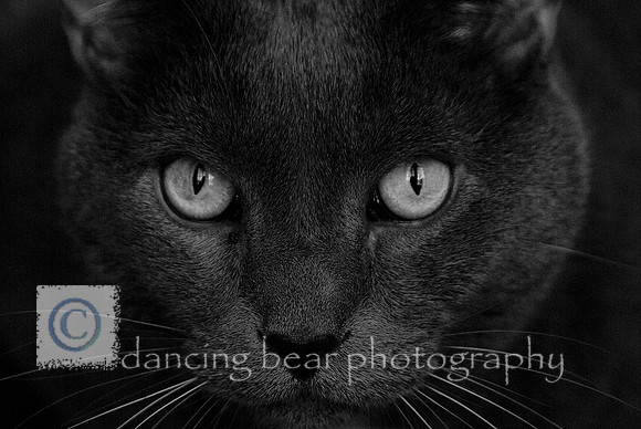Simon Black and White