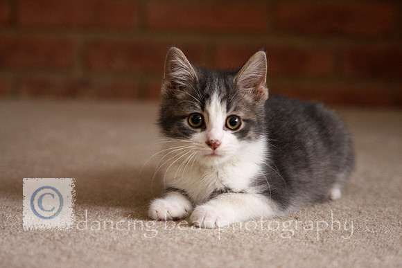Little Toby